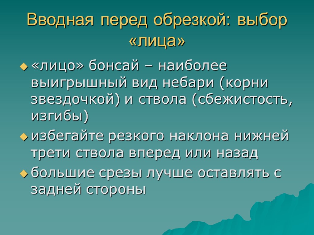 Вводная перед обрезкой: выбор «лица» «лицо» бонсай – наиболее выигрышный вид небари (корни звездочкой)